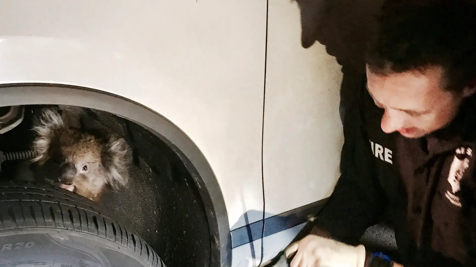 קואלה שנאחזה בגלגל רכב לאורך 16 ק"מ באוסטרליה, ספטמבר 2017
