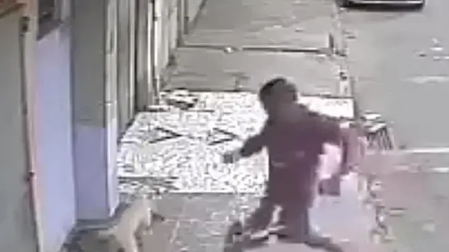 היינזה סאנצ'ז תוקף את הכלב שהשתין עליו היינזה סאנצ'ז תוקף את הכלב שהשתין עליו