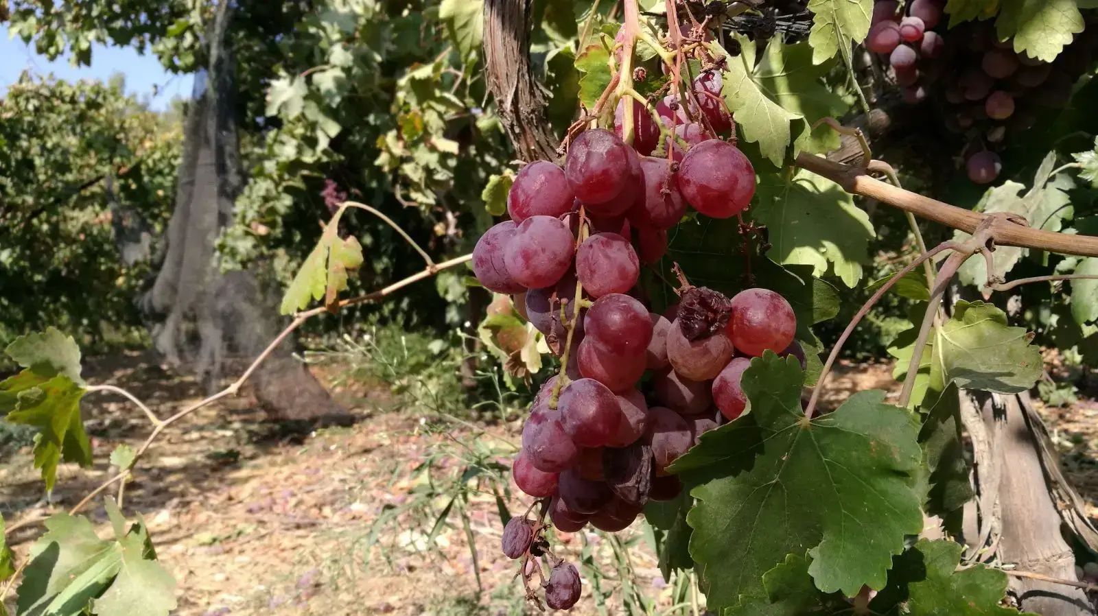 גניבה סחורות חקלאיות ממושב שקף גניבה סחורות חקלאיות ממושב שקף