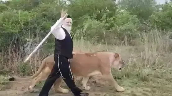 יו"ר זקא יהודה משי זהב הותקף על- ידי לביאה בדרום אפריקה יו"ר זקא יהודה משי זהב הותקף על- ידי לביאה בדרום אפריקה