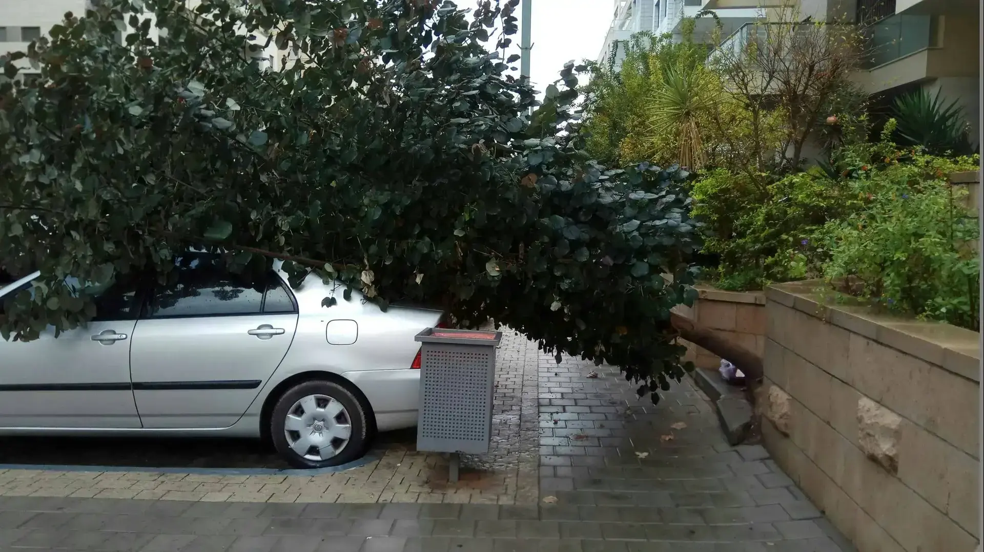 שכונת כוכב הצפון בתל אביב: בעקבות פגעי מזג האוויר, עץ קרס 21 בנובמבר 2017 שכונת כוכב הצפון בתל אביב: בעקבות פגעי מזג האוויר, עץ קרס 21 בנובמבר 2017