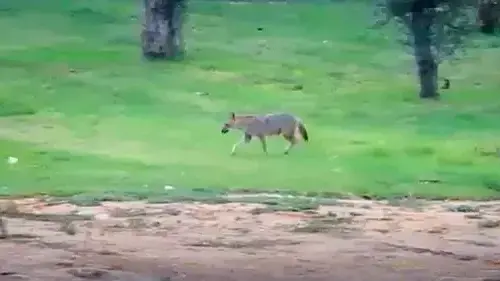 בהלת התנים הגיעה לשכונת בבלי בהלת התנים הגיעה לשכונת בבלי