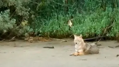 בהלת התנים הגיעה לשכונת בבלי בהלת התנים הגיעה לשכונת בבלי