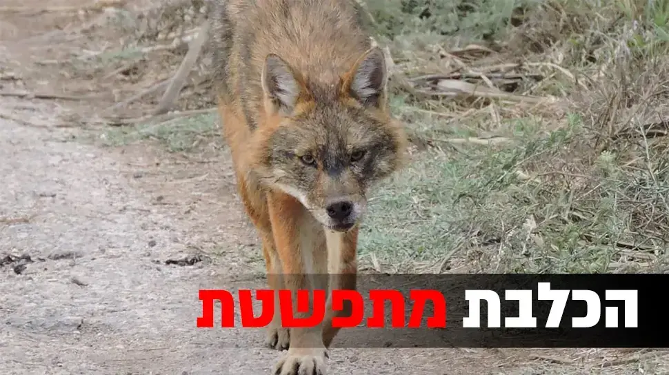 כלבת