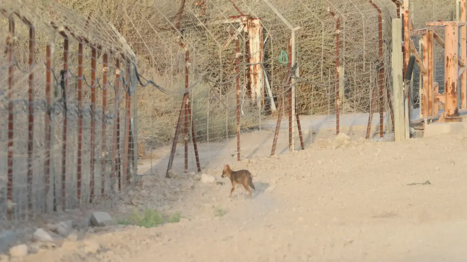 תן "ירדני" חוצה את הגבול נכנס לישראל וחוזר לירדן תן "ירדני" חוצה את הגבול נכנס לישראל וחוזר לירדן