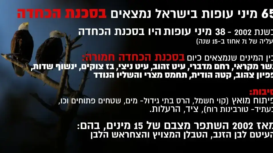 אינפו - הידרדרות מדאיגה במצב הציפורים בישראל אינפו - הידרדרות מדאיגה במצב הציפורים בישראל