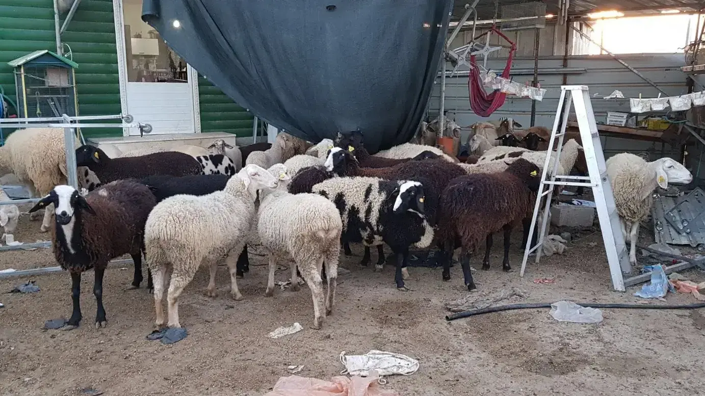 גניבת הכבשים הגדולה ביותר במחוז מרכז בשנת 2017, 9 בדצמבר 2017