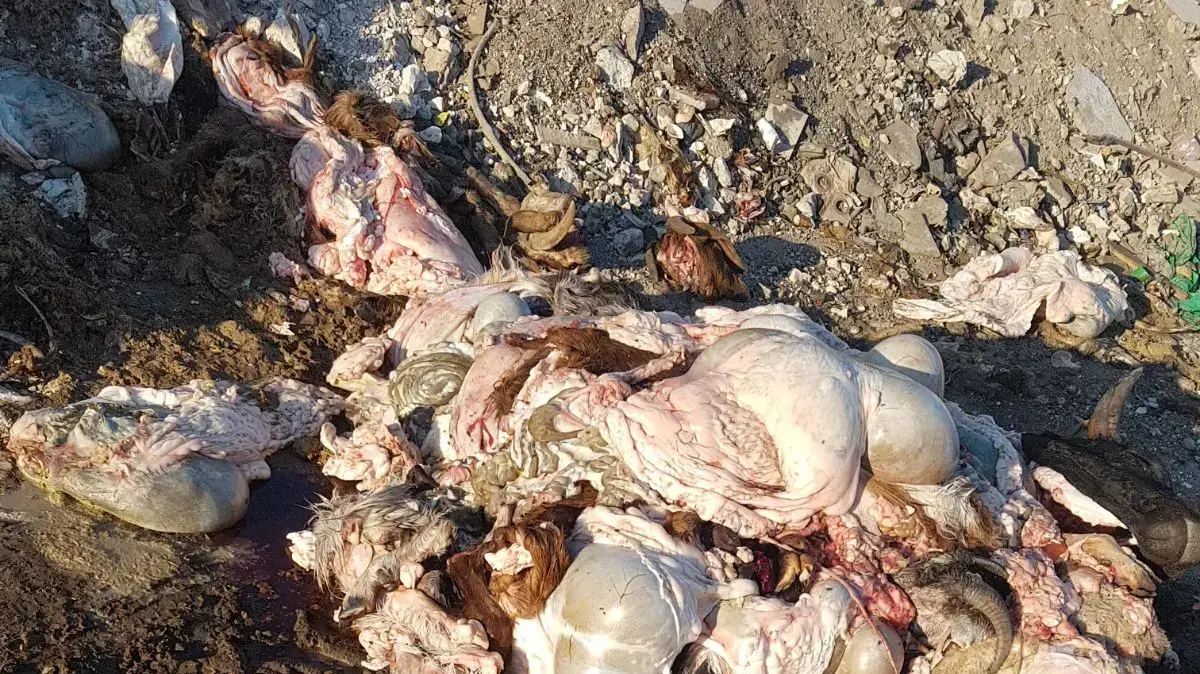 זבלות פיראטיות בגליל, בהן מושלכים פגרי בעלי חיים זבלות פיראטיות בגליל, בהן מושלכים פגרי בעלי חיים