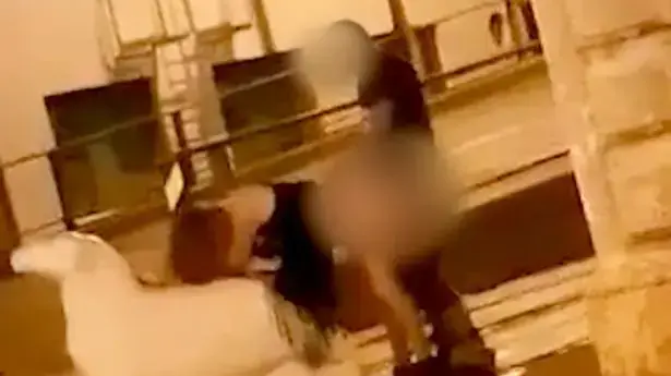 זוג נתפס עושה סקס על פסל של כבשה זוג נתפס עושה סקס על פסל של כבשה