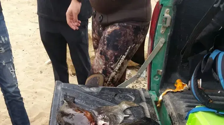 דגים שנתפסו בשמורה הימית בראש הנקרה ב-21 בדצמבר 2017 דגים שנתפסו בשמורה הימית בראש הנקרה ב-21 בדצמבר 2017
