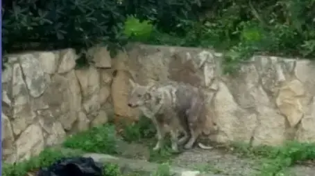 תן שצולם היום בחיפה, באיזור שכונת נוה שאנן תן שצולם היום בחיפה, באיזור שכונת נוה שאנן