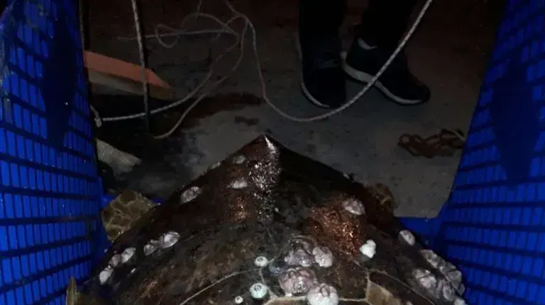 צב ים ניצל על ידי עובדי נמל אשדוד, 31 בדצמבר 2017 צב ים ניצל על ידי עובדי נמל אשדוד, 31 בדצמבר 2017