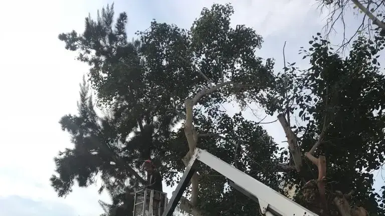 היערכות עיירית אשקלון למזג האוויר הסוער היערכות עיירית אשקלון למזג האוויר הסוער
