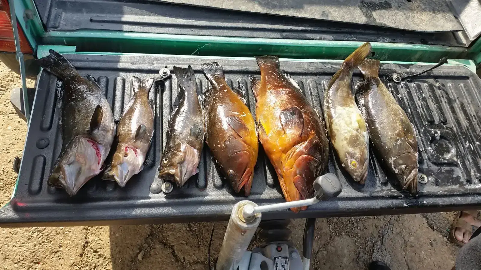 ק"ג לוקוסים אצל דייג בשמורת שקמונה חיפה ק"ג לוקוסים אצל דייג בשמורת שקמונה חיפה