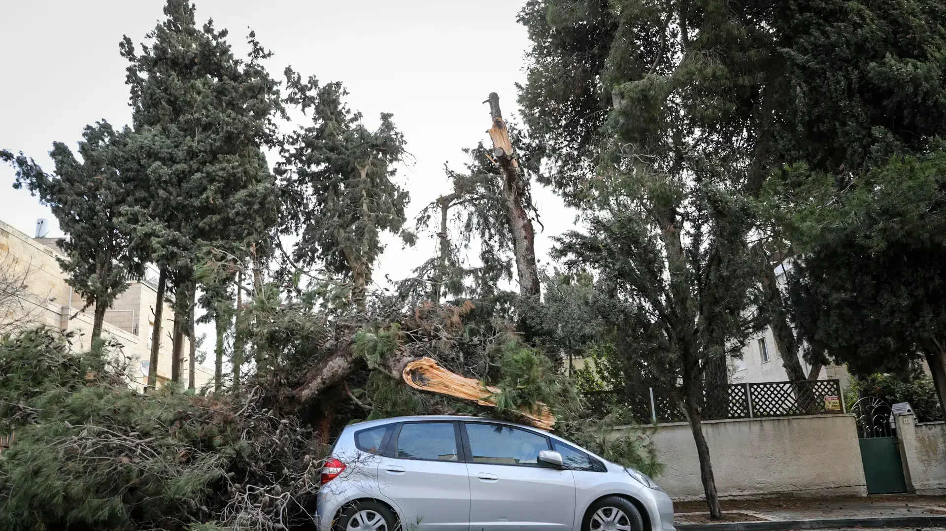 קריסת עץ על אוטו בשכונת ארנונה בירושלים 5 בינואר 2018 קריסת עץ על אוטו בשכונת ארנונה בירושלים 5 בינואר 2018
