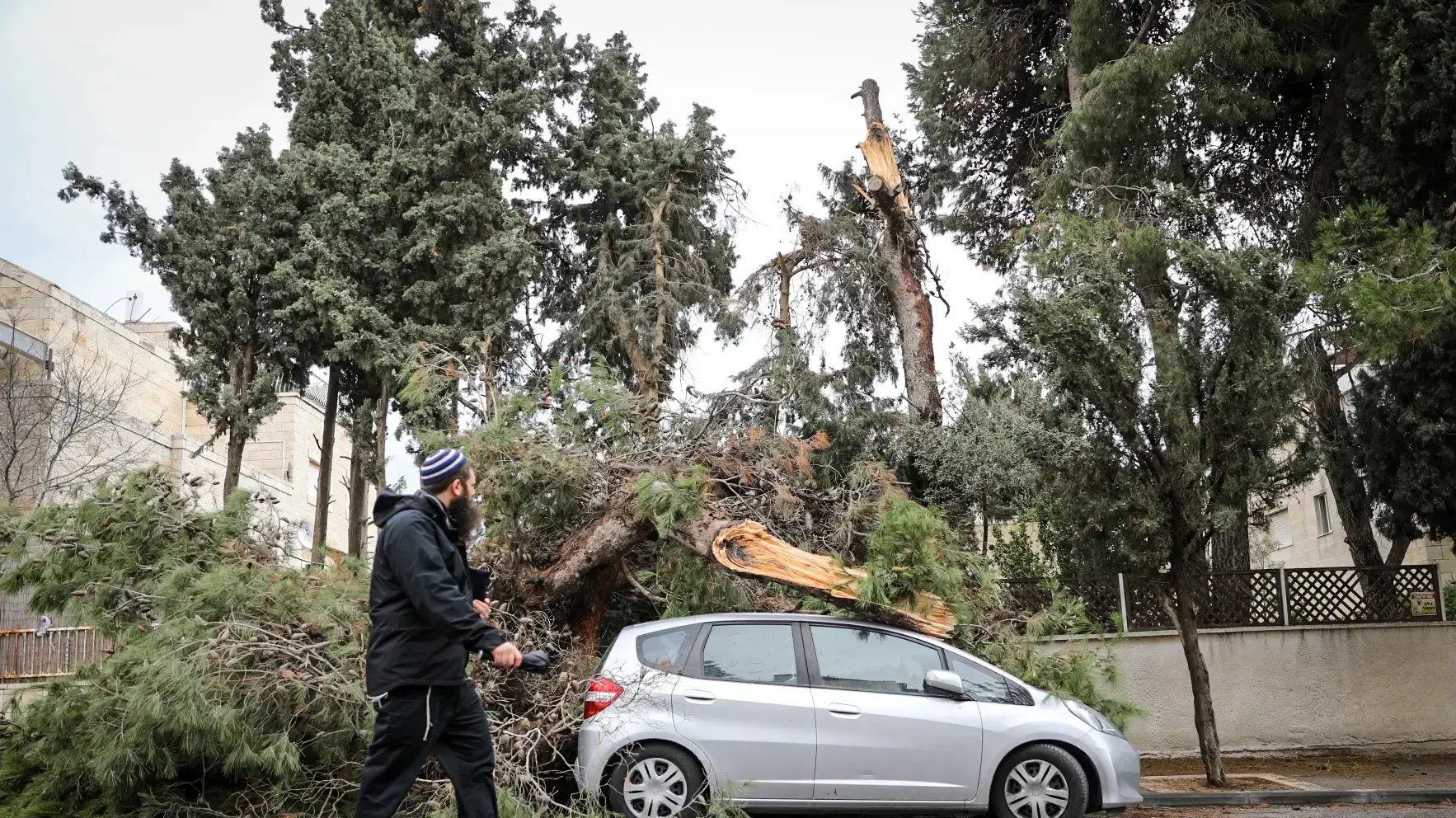 קריסת עץ על אוטו בשכונת ארנונה בירושלים 5 בינואר 2018 קריסת עץ על אוטו בשכונת ארנונה בירושלים 5 בינואר 2018