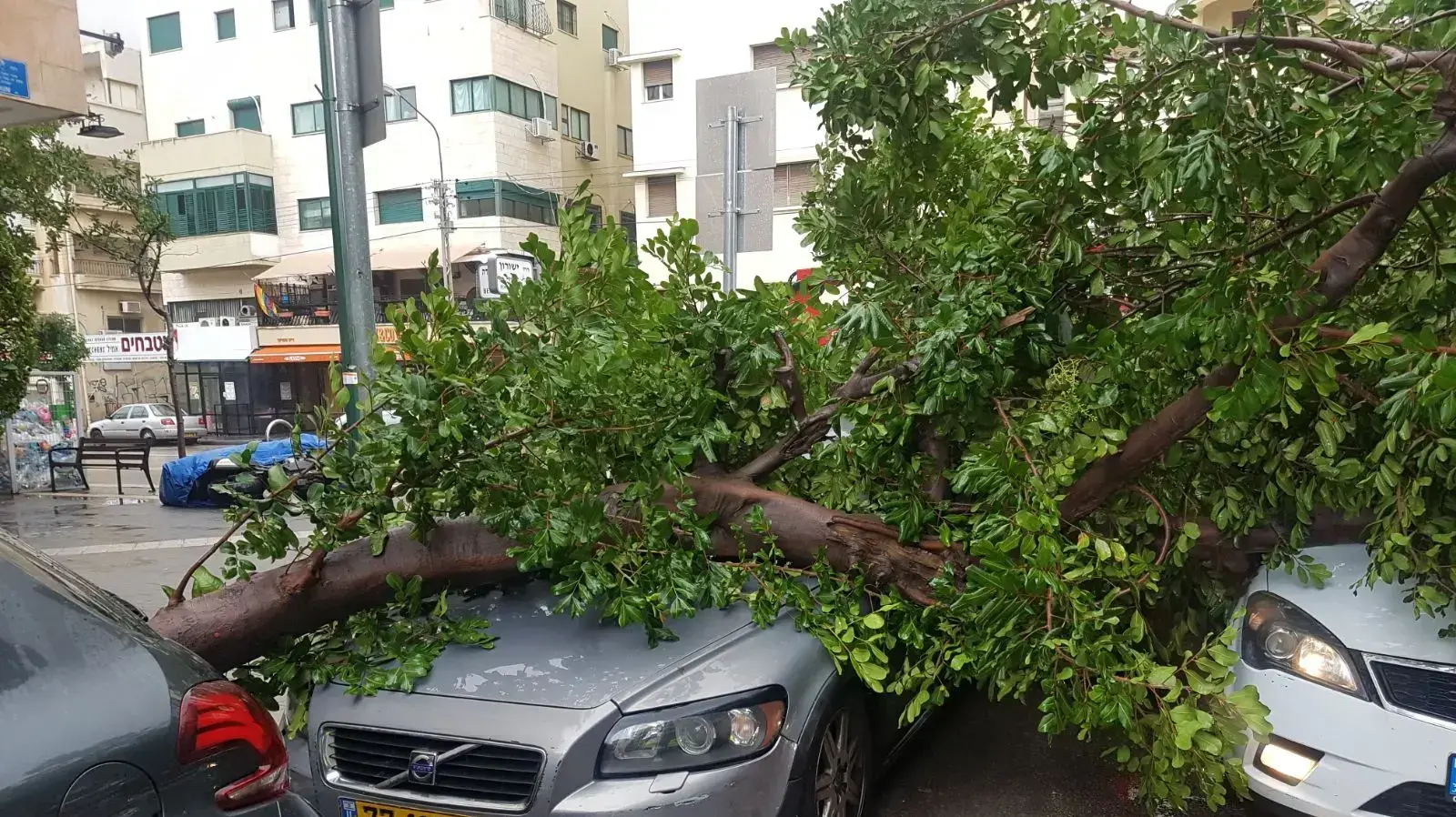 קריסת עץ על מכונית ברחוב הירקון בתל אביב 5 בינואר 2018 קריסת עץ על מכונית ברחוב הירקון בתל אביב 5 בינואר 2018