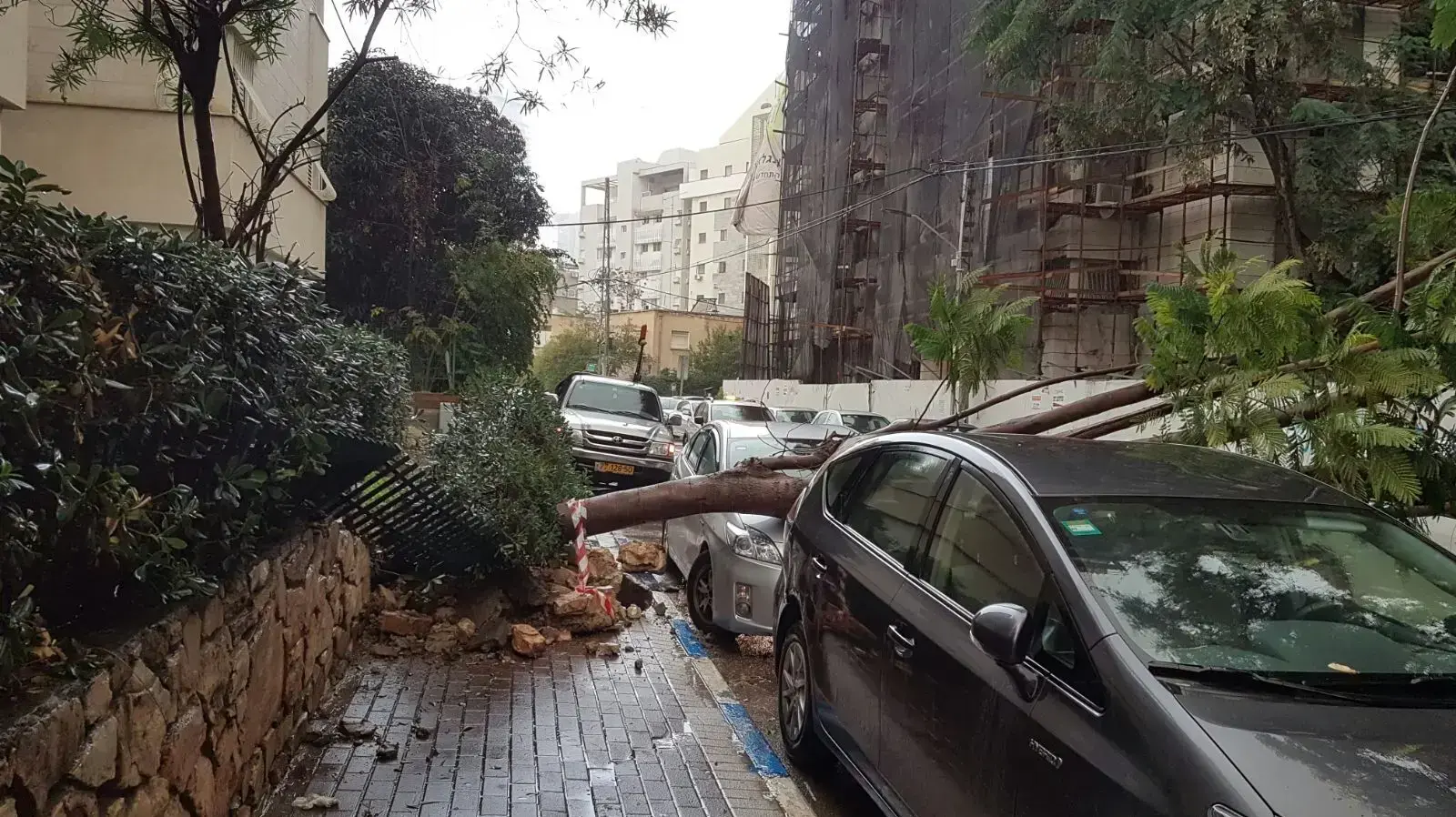 עץ שקרס ברמת גן בעקבות הסופה 5 בינואר 2018 עץ שקרס ברמת גן בעקבות הסופה 5 בינואר 2018