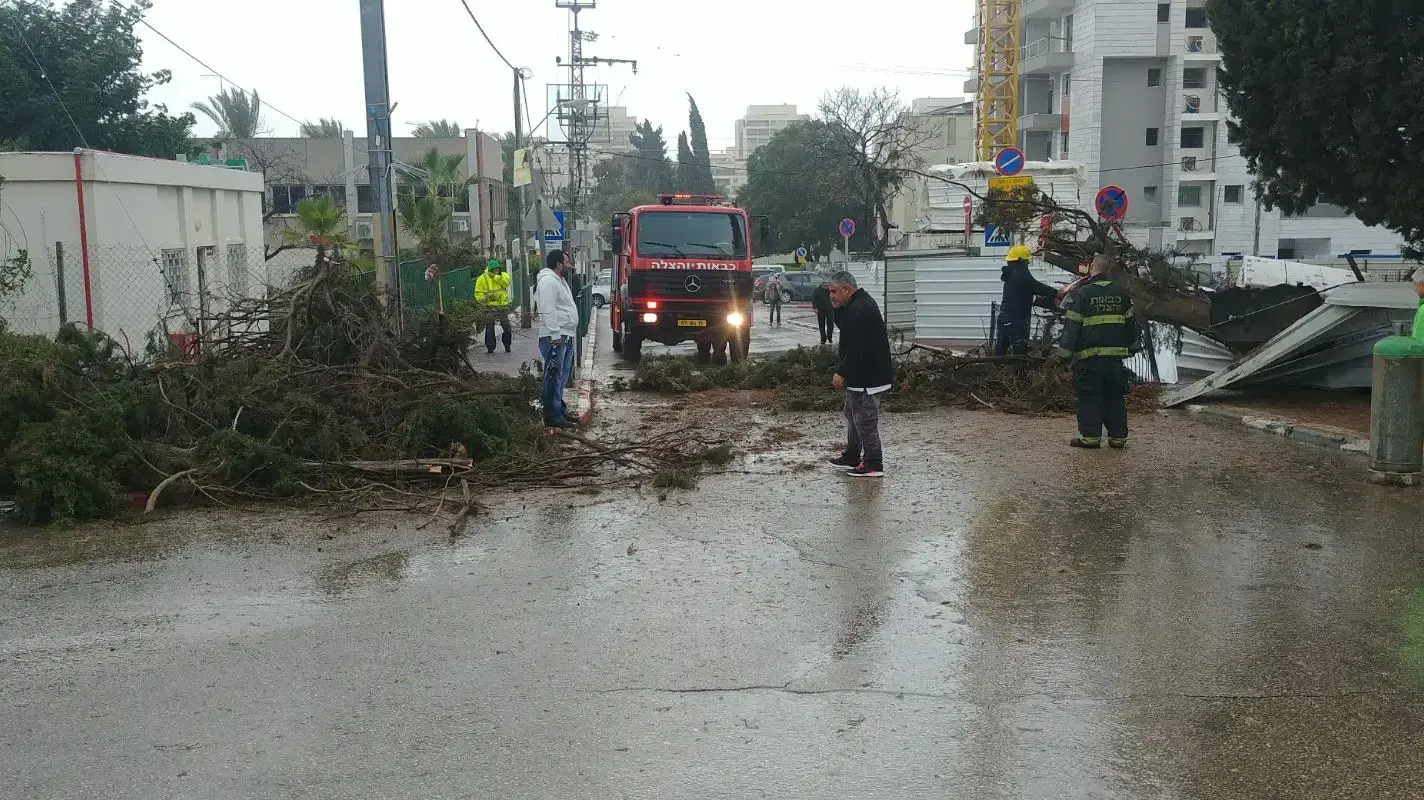 עץ שקרס בקריית אונו 5 בינואר 2018 עץ שקרס בקריית אונו 5 בינואר 2018