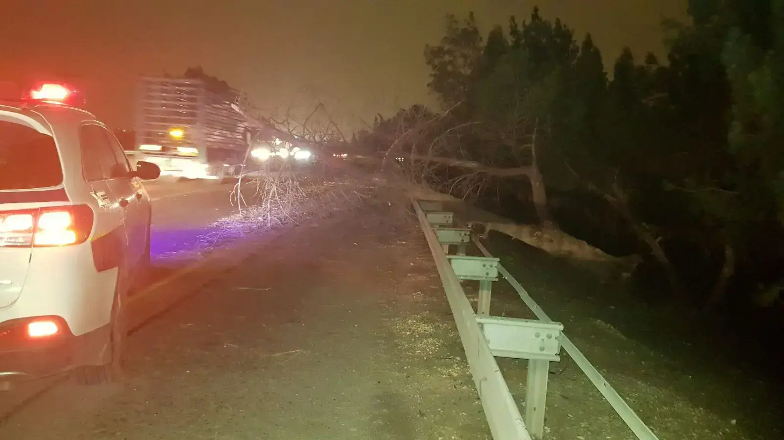 עצים שקרסו במרכז הארץ עצים שקרסו במרכז הארץ
