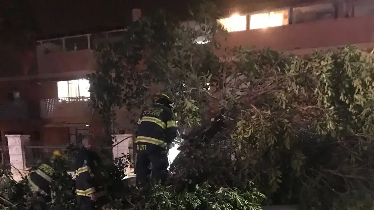 עצים שקרסו על רשת החשמל בבית אליעזר-חדרה 18 בינואר 2018 עצים שקרסו על רשת החשמל בבית אליעזר-חדרה 18 בינואר 2018