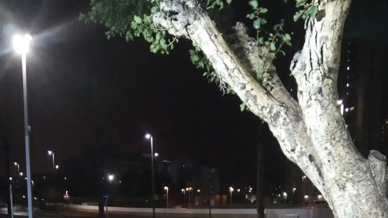 עץ שקרס בבת ים
עץ שקרס בבת ים