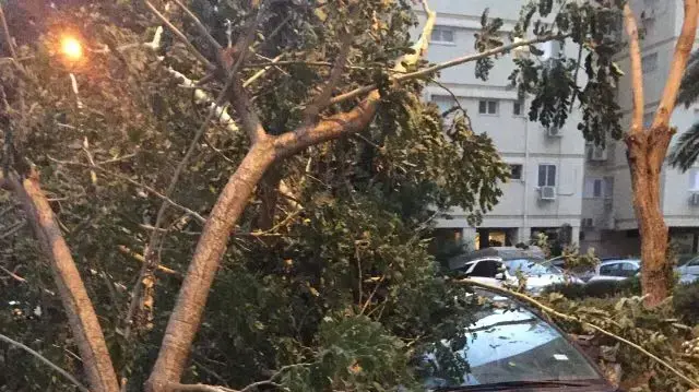 קריסת עץ על רכב ברמת אביב שבתל אביב