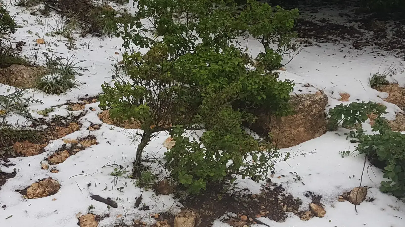 ברד בהר מירון, 19 בינואר 2018 ברד בהר מירון, 19 בינואר 2018