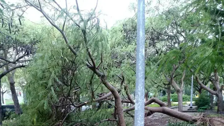 עץ קרס באשקלון עץ קרס באשקלון