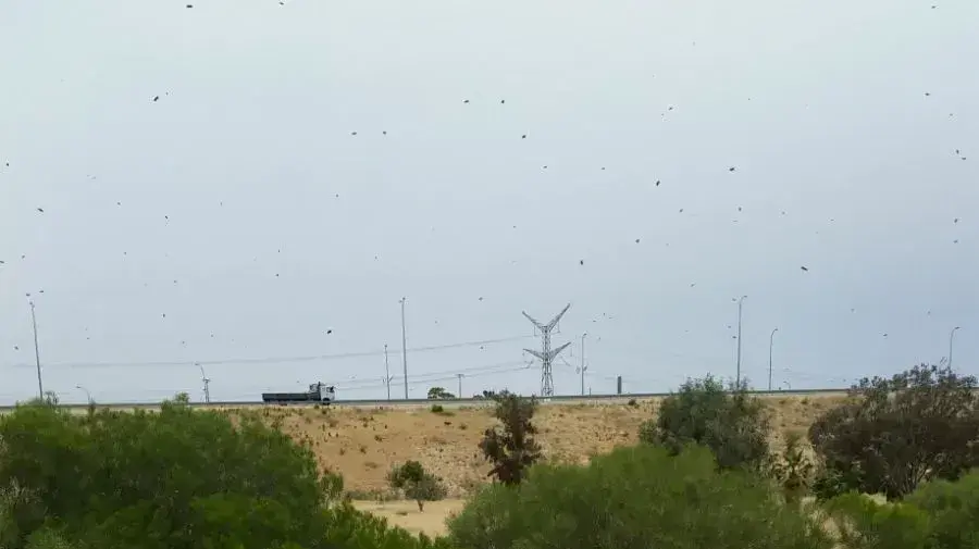 נזק לכוורות, לאייטם גניבת כוורות בצפון נזק לכוורות, לאייטם גניבת כוורות בצפון