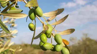 זיתים על ענף זיתים על ענף