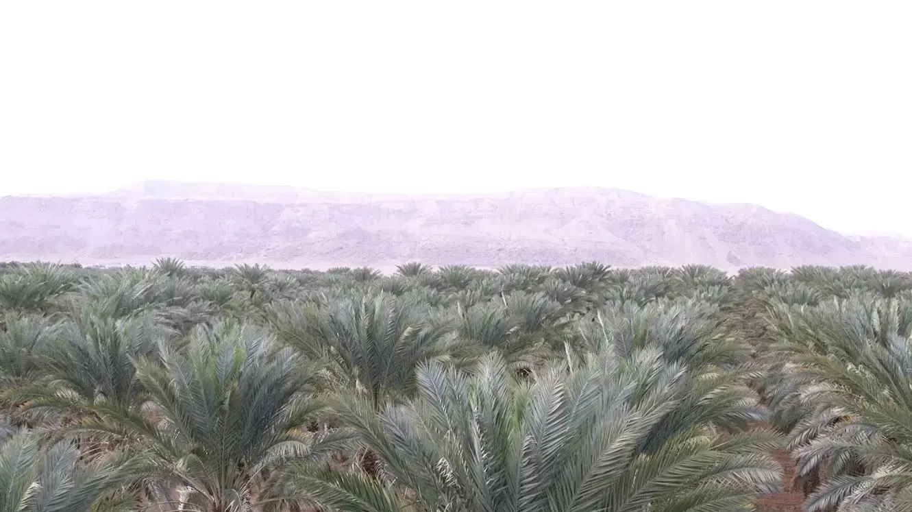 שולחן התמר - ביקור במטע שולחן התמר - ביקור במטע
