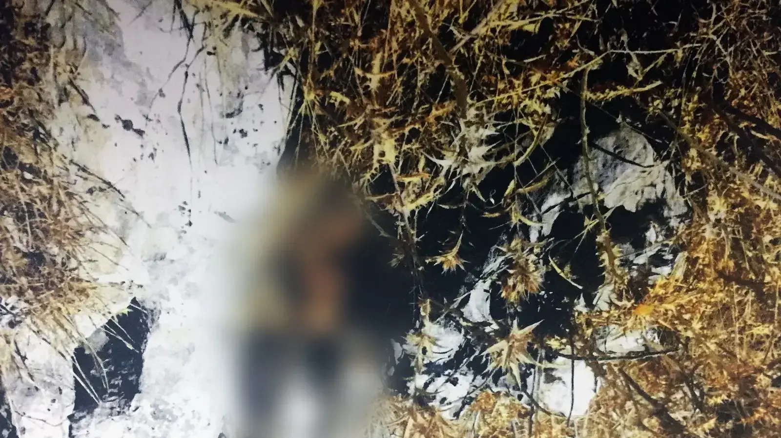 שני מתנדבי מג"ב הורשעו בציד צבי בצפון