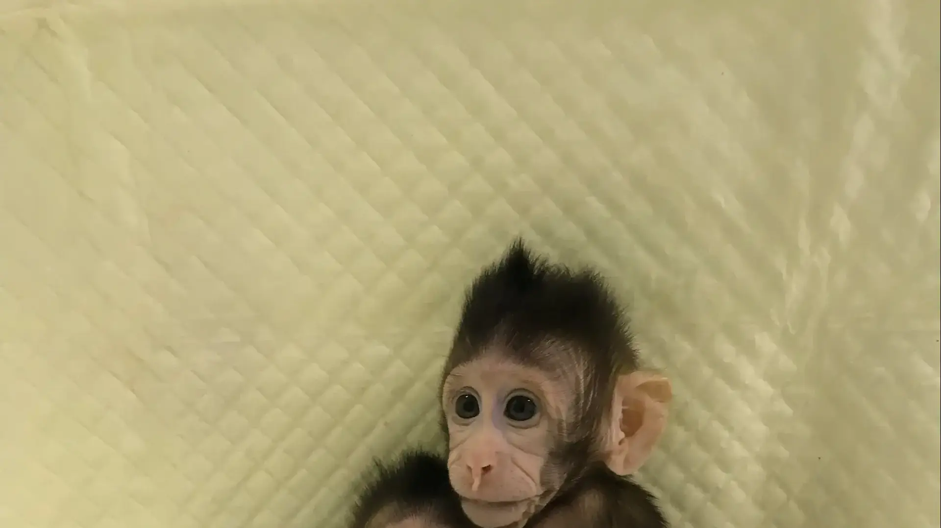 קופי המקוק זונג זונג והואה הואה ששובטו בסין, ינואר 2018