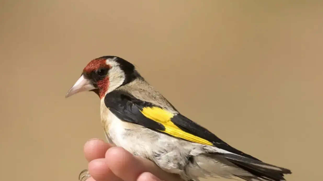 חוחית זכר חוחית זכר