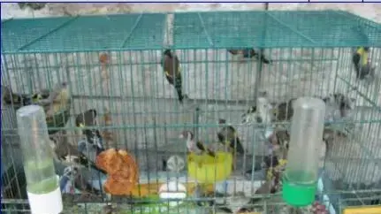 חוחיות המוחזקות בשבי חוחיות המוחזקות בשבי