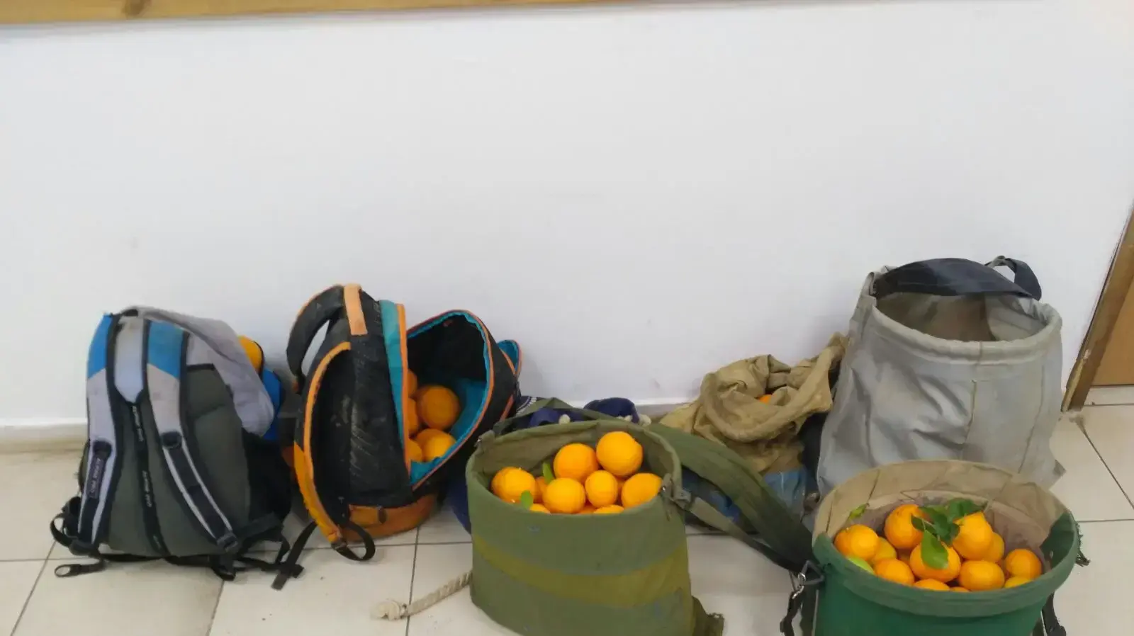 גניבה חקלאית בקיבוץ איילת השחר שבצפון גניבה חקלאית בקיבוץ איילת השחר שבצפון