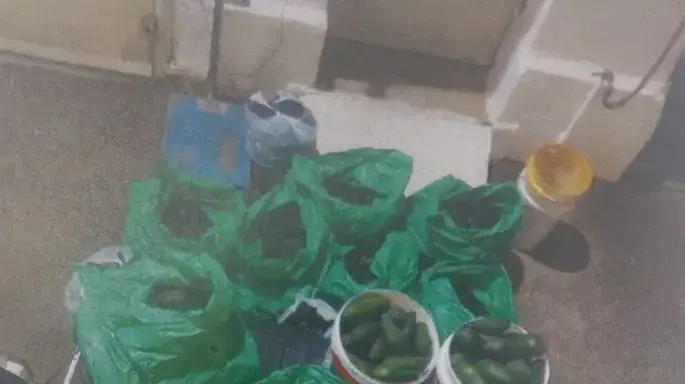 האבוקדו הגנוב לאייטם של אלי אשכנזי האבוקדו הגנוב לאייטם של אלי אשכנזי