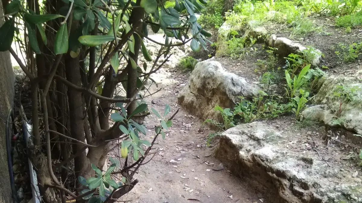 אורט רונסון עוספיא אורט רונסון עוספיא