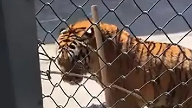 טיגריס תקף את המאמן שלו בגן החיות