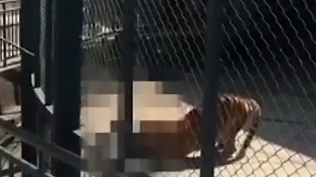 טיגריס תקף את המאמן שלו בגן החיות טיגריס תקף את המאמן שלו בגן החיות