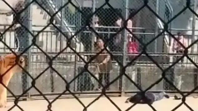 טיגריס תקף את המאמן שלו בגן החיות טיגריס תקף את המאמן שלו בגן החיות