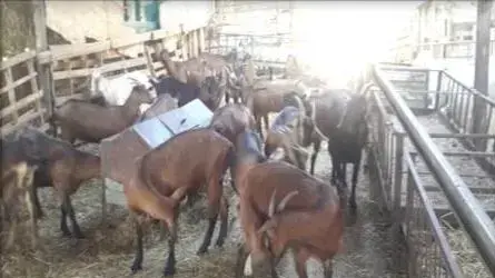 גניבת עזים בקיבוץ אלומות 22 במרץ 2018 גניבת עזים בקיבוץ אלומות 22 במרץ 2018