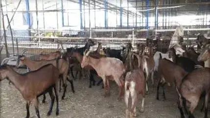 גניבת עזים בקיבוץ אלומות 22 במרץ 2018 