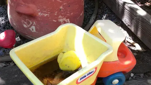 זחלי יתוש הטיגריס האסייני במים שהצטברו במכונית צעצוע זחלי יתוש הטיגריס האסייני במים שהצטברו במכונית צעצוע