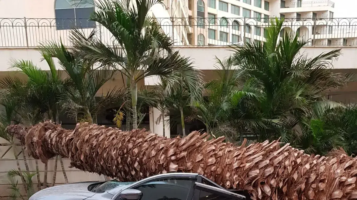 רוחות עזות גרמו לקריסת עצים על מכוניות, חניון מלון דניאל, ים המלח, 29 במרץ 2018 רוחות עזות גרמו לקריסת עצים על מכוניות, חניון מלון דניאל, ים המלח, 29 במרץ 2018