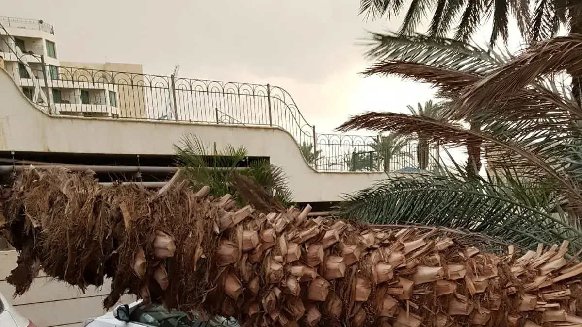רוחות עזות גרמו לקריסת עצים על מכוניות, חניון מלון דניאל, ים המלח, 29 במרץ 2018 רוחות עזות גרמו לקריסת עצים על מכוניות, חניון מלון דניאל, ים המלח, 29 במרץ 2018