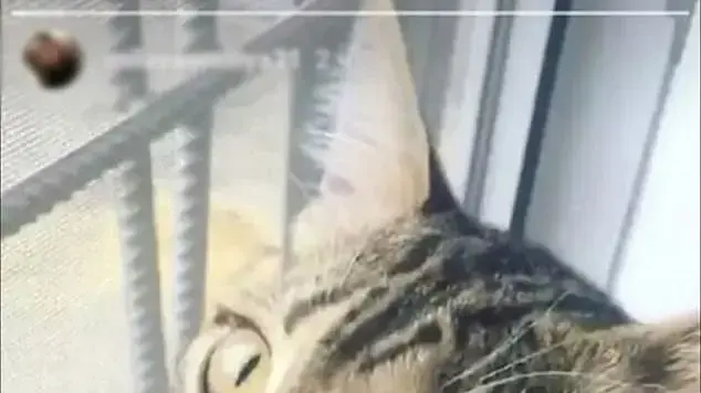 הסטודנטית אמיליה איגנטובה נתפסה בבגידה באינסטגרם הסטודנטית אמיליה איגנטובה נתפסה בבגידה באינסטגרם