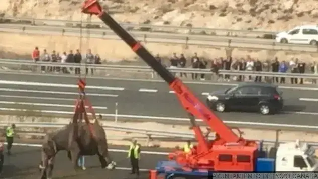 סגירת כביש מהיר בדרום מזרח ספרד לאחר שפילים נמלטו מרכב מתרסק 3 באפריל 2018 סגירת כביש מהיר בדרום מזרח ספרד לאחר שפילים נמלטו מרכב מתרסק 3 באפריל 2018