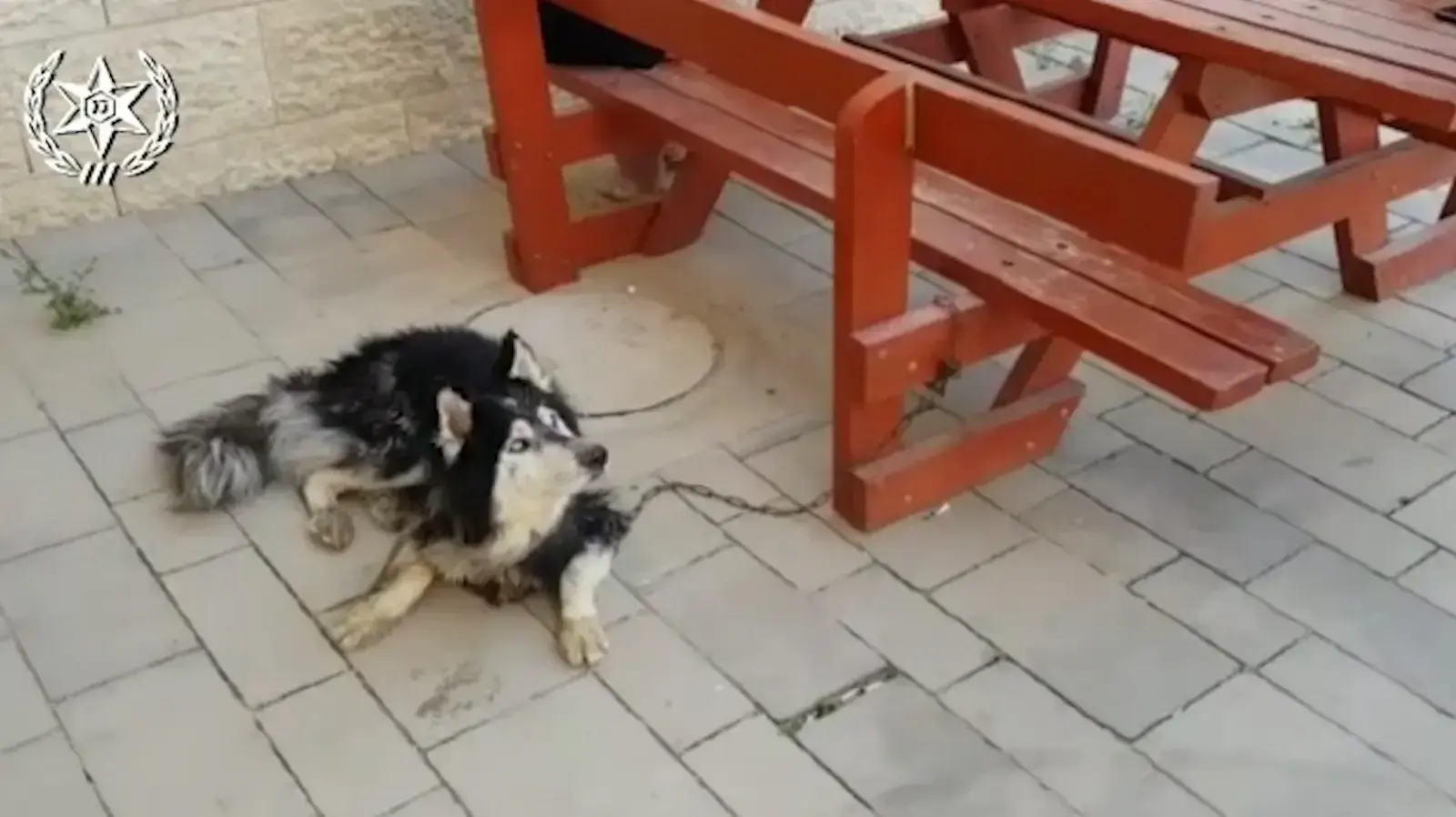 כלב מגזע האסקי סיבירי אשר נראה כחוש ומוזנח בבאר שבע כלב מגזע האסקי סיבירי אשר נראה כחוש ומוזנח בבאר שבע